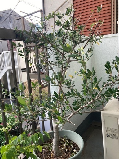 オリーブの鉢植え2本