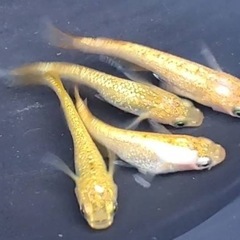 めだか🐟サンシャイン⭐️4匹セット💖