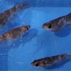 (取引中)めだか🐟和墨🎵2ペア