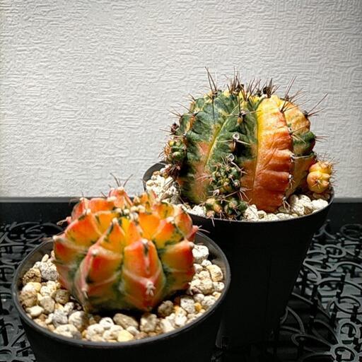 サボテン ギムノカリキウム ミハノビッチ 「緋牡丹錦」(その他アガベ等あります)