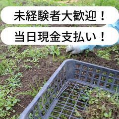 【日払い】徳島県徳島市川内町で草取りのお仕事！【単発/短期求人】