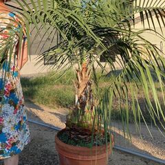 値下げしました。ヤシ やし ココスヤシ 手入れしました♪ ⑧