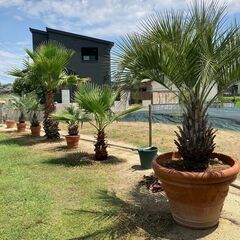 値下げしました。ヤシ やし ココスヤシ 手入れしました♪ ⑧