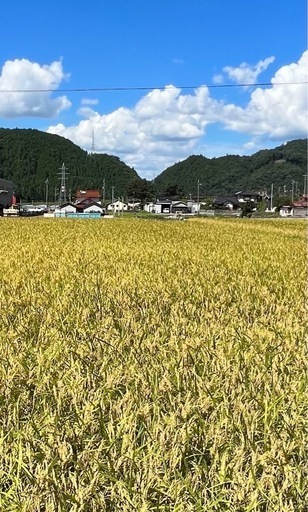 値下げしました。　令和６年度　新米　コシヒカリ　安芸太田町(旧戸河内町)産　30kg 11,500円