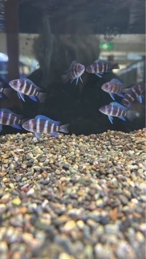 観賞魚、熱帯魚、ザイールモバ