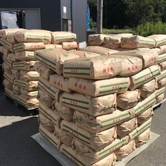 残りわずか】新米?コシヒカリ