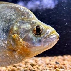 ダイヤモンドブラックピラニア（ネグロ）