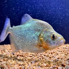 ダイヤモンドブラックピラニア（ネグロ）