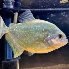 ダイヤモンドイエローピラニア（パンタナール）