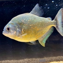 ダイヤモンドイエローピラニア（パンタナール）