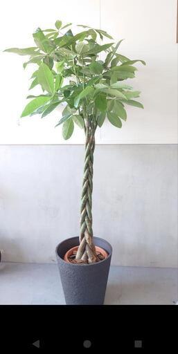 【観葉植物】パキラ 10号鉢