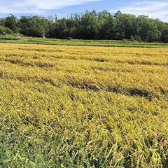 令和５年　空知産　ゆめぴりか　玄米　30ｋｇ　玄米保冷庫で保管