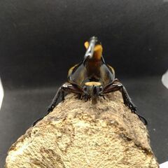 ヘラクレスオオカブトムシ♂♀ペア　9-2