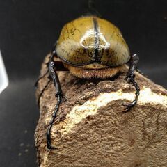 ヘラクレスオオカブトムシ♂♀ペア　9-2