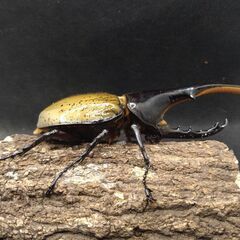 ヘラクレスオオカブトムシ♂♀ペア　9-2