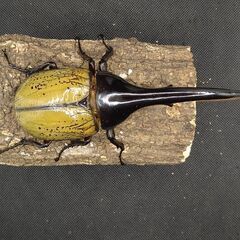 ヘラクレスオオカブトムシ♂♀ペア　9-2