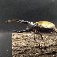 ヘラクレスオオカブトムシ♂♀ペア 9-2
