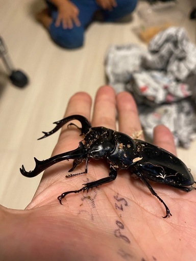 ウエストウッディペア