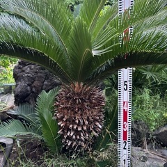 ソテツ 蘇轍 ガーデニング 庭木