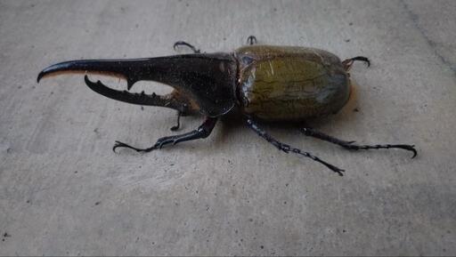 ヘラクレスオオカブト新成虫ペア(ヘラクレス=ヘラクレス)130mmサイズ!