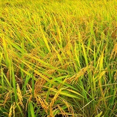新米🌾令和6年度🌾コシヒカリ🌾玄米30キロ【お取り引き9/14】②