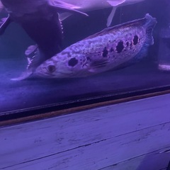 フラワートーマン2匹セット