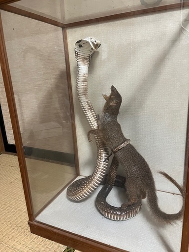 ハブとマングース 剥製 はくせい ケース無し ハブとマングース 剥製 はくせい ケース無し