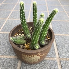 サボテン🌵ビャクダン