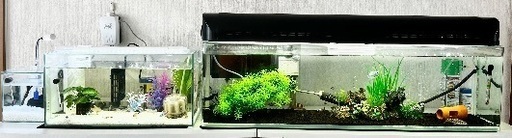 【急募！！】【熱帯魚】お魚、水槽、その他物品、まとめてお迎えして くださいませんか？