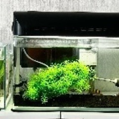 【熱帯魚】お魚、水槽、その他物品、まとめてお迎えして
くださいま...