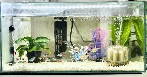 【急募！！】【熱帯魚】お魚、水槽、その他物品、まとめてお迎えして くださいませんか？