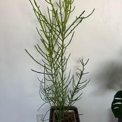 観葉植物3セット　外鉢付き