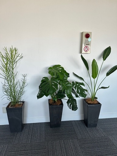 観葉植物3セット　外鉢付き