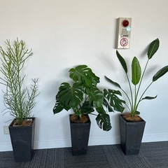 観葉植物3セット　外鉢付き