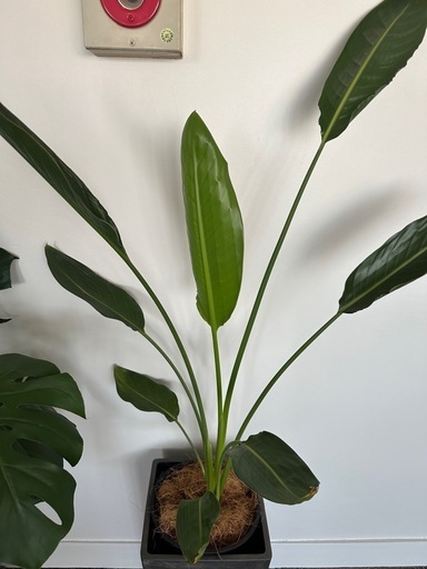 観葉植物3セット　外鉢付き