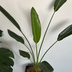 観葉植物3セット　外鉢付き