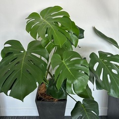 観葉植物3セット　外鉢付き
