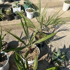 ココス🌴カナリー🌴ビスマルキヤ🌴サバルヤシ🌴金環蘇轍セット