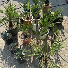 ココス🌴カナリー🌴ビスマルキヤ🌴サバルヤシ🌴金環蘇轍セット