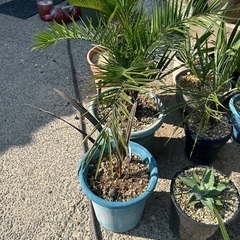 ココス🌴カナリー🌴ビスマルキヤ🌴サバルヤシ🌴金環蘇轍セット