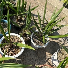 ココス🌴カナリー🌴ビスマルキヤ🌴サバルヤシ🌴金環蘇轍セット