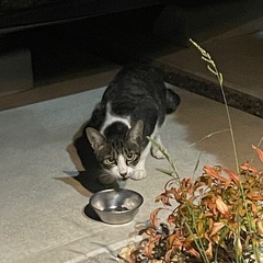 庭に住み着いた野良猫ちゃんの里親募集