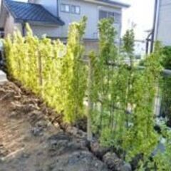 キンマサキ（生垣用）24本セット