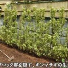 キンマサキ（生垣用）24本セット