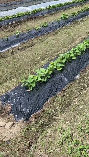 サツマイモ