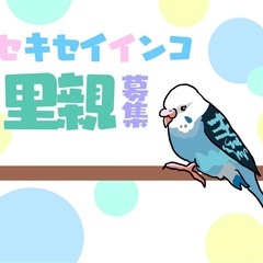 セキセイインコ里親さん募集！