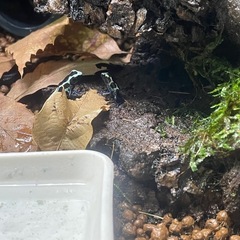 ヤドクガエル　バリアビリスサザン　オイヤポッキ