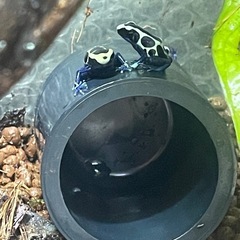 ヤドクガエル　バリアビリスサザン　オイヤポッキ