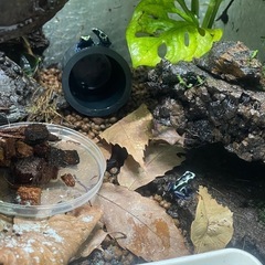 ヤドクガエル　バリアビリスサザン　オイヤポッキ