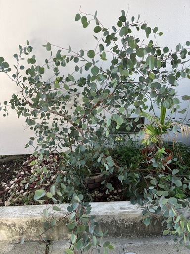 観葉植物 フィカス ウンベラータ 200cm 現品・現地取り限定】フィカス